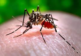 81-dengue-casos