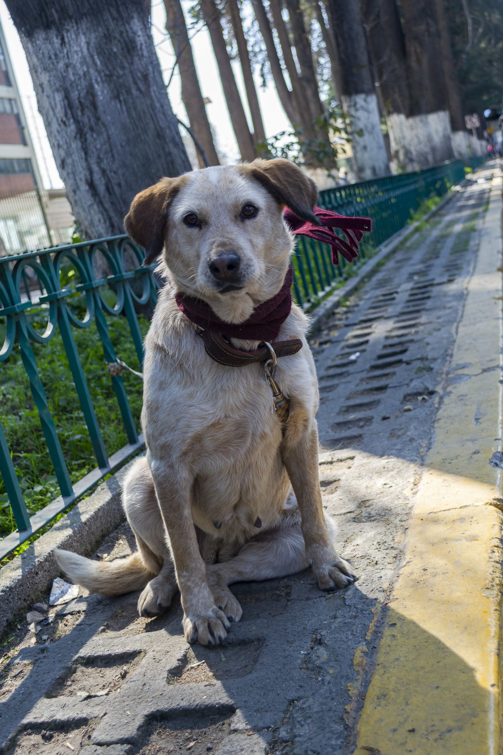 perros-en-la-ciudad-mascotas-de-compania-y-canes-sin-hogar