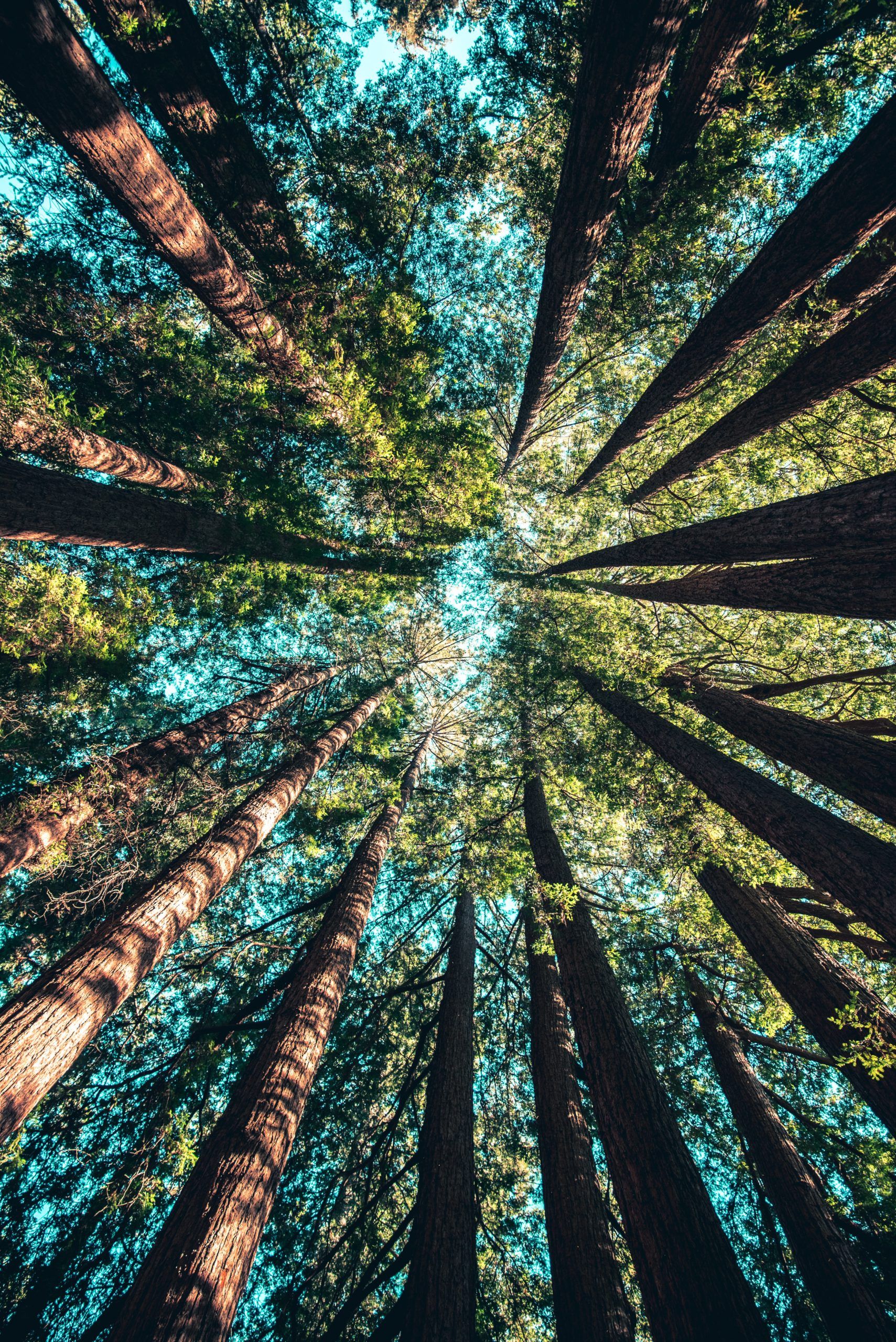 Universitarios sembrarán 30 mil árboles en 2020