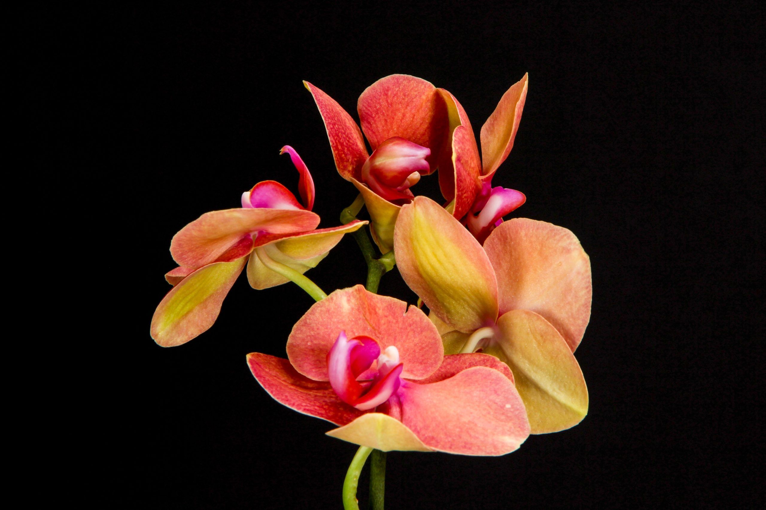 Tenancingo de la UAEM realiza aclimatación de orquídeas