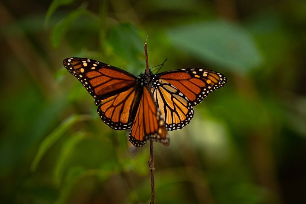 Mariposas monarcas en santuarios mexiquenses; espectáculo natural único en el mundo