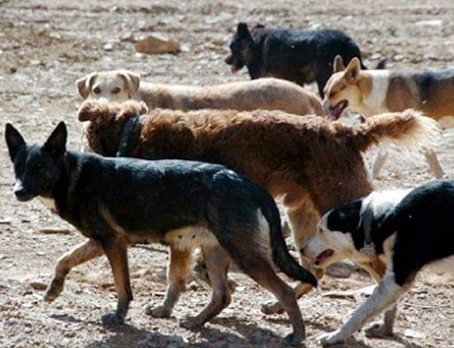 Perros callejeros: fuerte obstáculo para encuestadores del INEGI