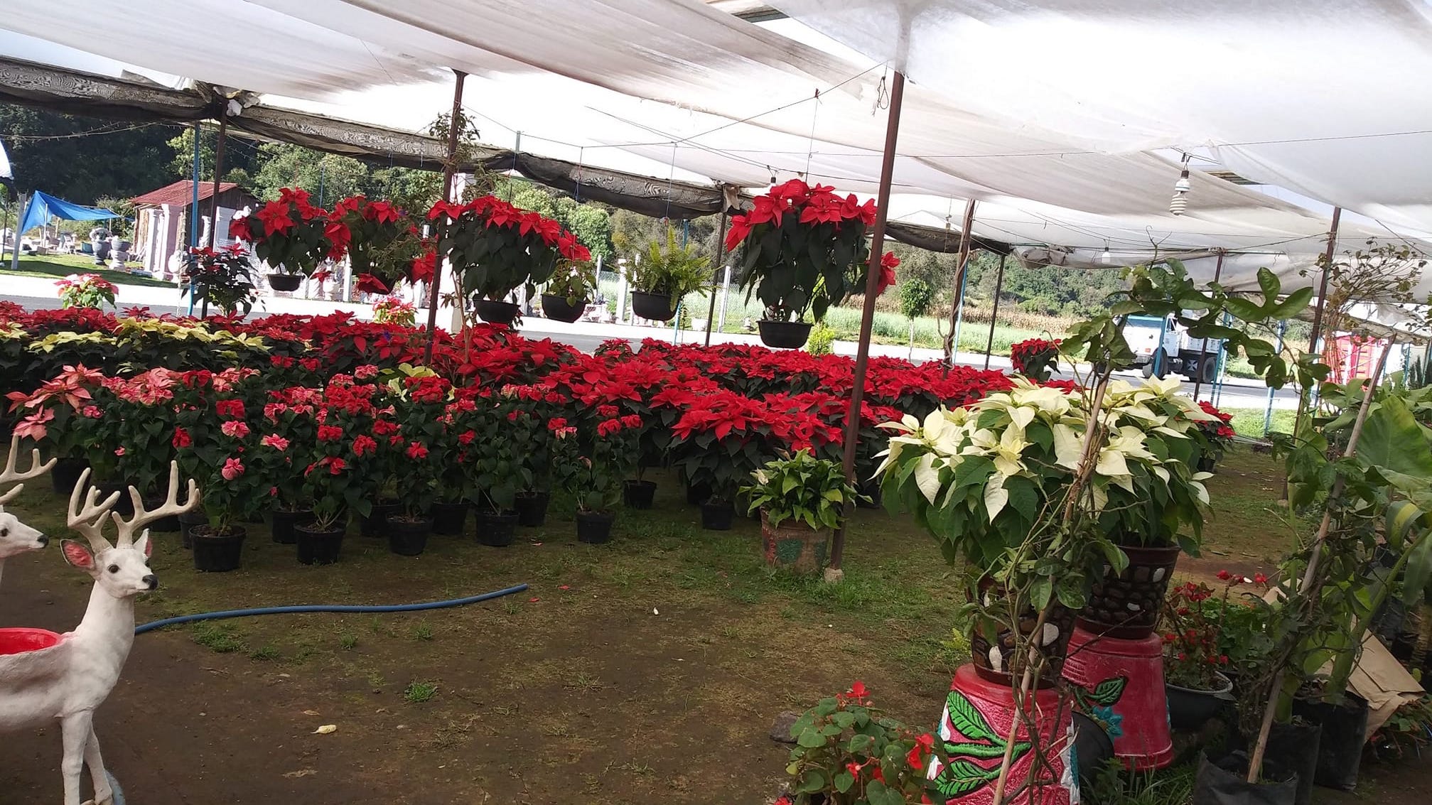 Floricultores de Ocuilan bajan el precio a las nochebuenas ante la crisis -  Diario Portal