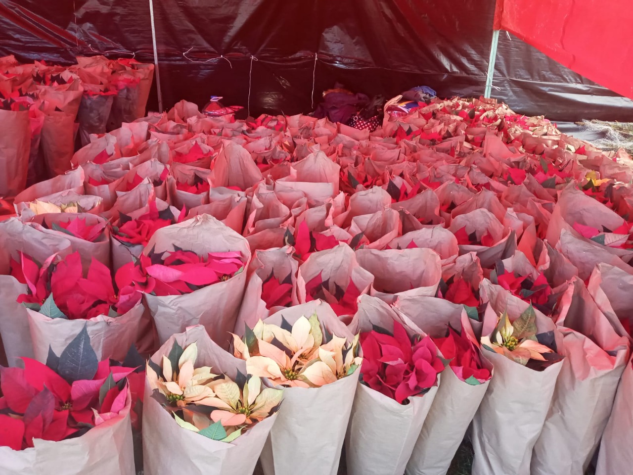 Productores de flores de nochebuena no subirán los precios en Edomex -  Diario Portal